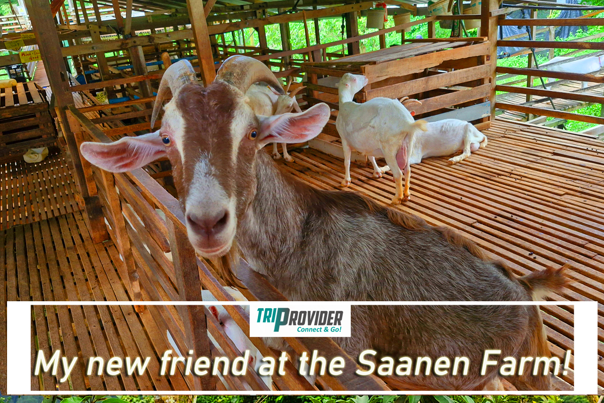 Triprovider - Penang Day Trip - Saanen Goat Farm Triprovider - Penang Day Trip - Saanen Goat Farm