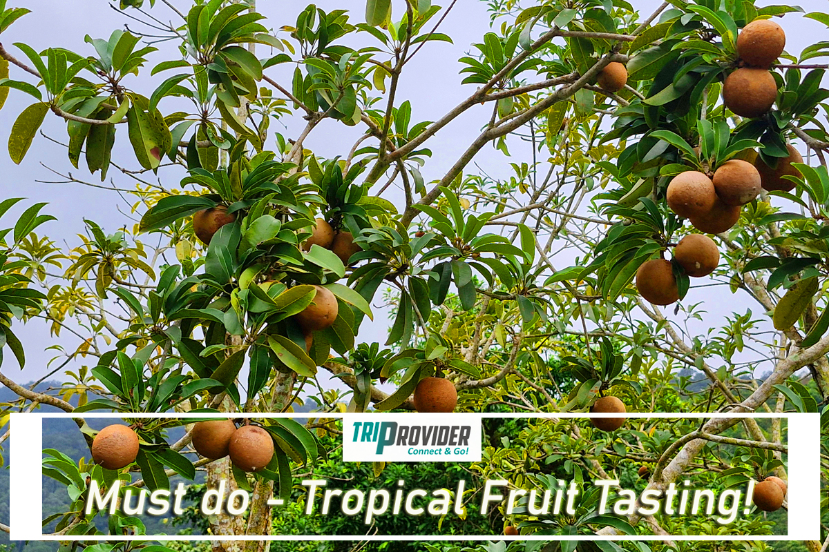 Triprovider - Penang Day Trip - Tropical Fruit Farm Triprovider - Penang Day Trip - Tropical Fruit Farm